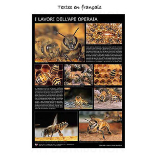 POSTER "LES TRAVAUX DE L'ABEILLE OUVRIÈRE" 60X90CM LEGA