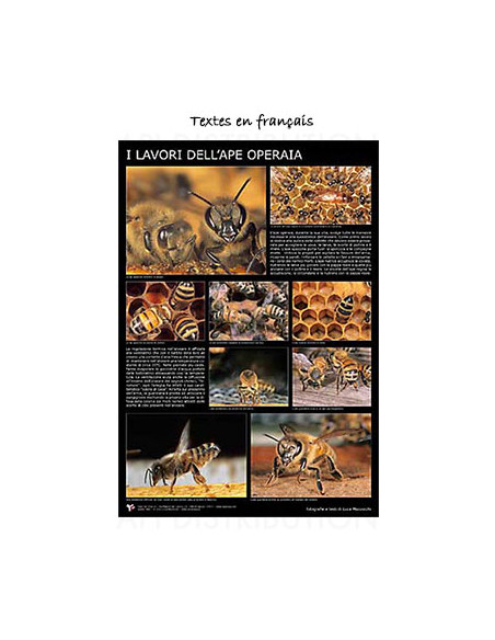 POSTER "LES TRAVAUX DE L'ABEILLE OUVRIÈRE" 60X90CM LEGA
