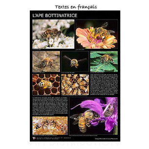 POSTER "L'ABEILLE BUTINEUSE"  60X90CM LEGA