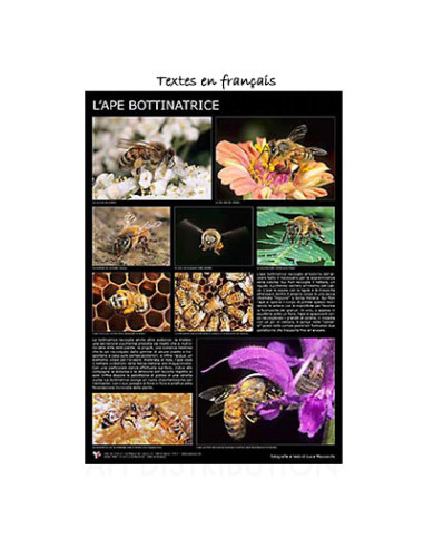 POSTER "L'ABEILLE BUTINEUSE"  60X90CM LEGA