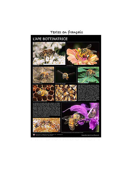POSTER "L'ABEILLE BUTINEUSE"  60X90CM LEGA