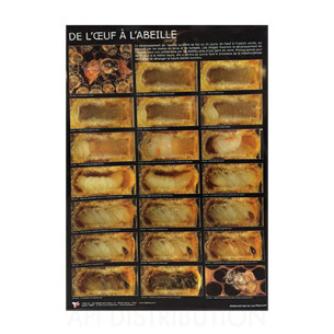 POSTER "DE L'OEUF A L'ABEILLE" 60x90CM LEGA