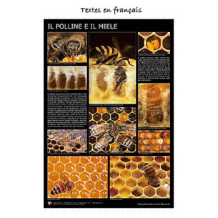 POSTER "LE POLLEN ET LE MIEL" 60X90CM LEGA