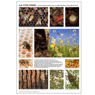 POSTER "LA COLONIE" de E. Tourneret