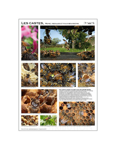 POSTER  "LES CASTES" de E. Tourneret