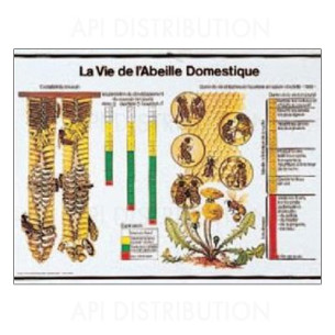 POSTER "VIE DE L'ABEILLE DOMESTIQUE"