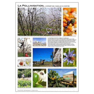 POSTER "LA POLLINISATION" de E. Tourneret