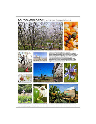 POSTER "LA POLLINISATION" de E. Tourneret
