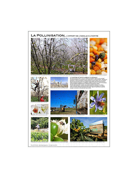 POSTER "LA POLLINISATION" de E. Tourneret