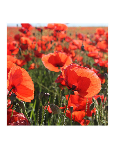 SACHET DE 200G DE GRAINES DE COQUELICOT SAUVAGE SACHET DE 200G DE GRAINES DE COQUELICOT SAUVAGE