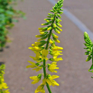 GRAINE MELILOT JAUNE AU KG