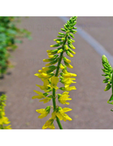 GRAINE MELILOT JAUNE AU KG