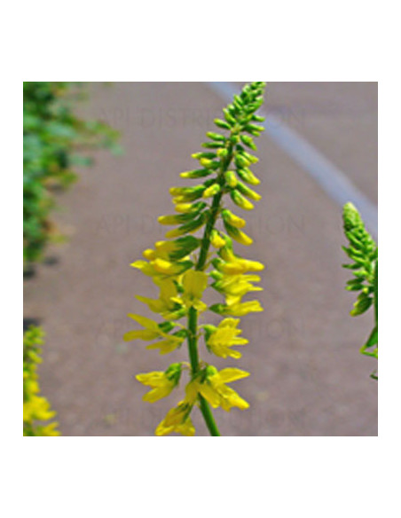 GRAINE MELILOT JAUNE AU KG