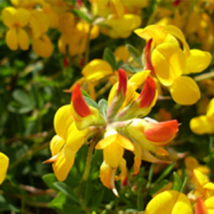 GRAINE LOTIER CORNICULE AU KG