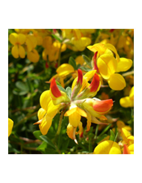 GRAINE LOTIER CORNICULE AU KG GRAINE LOTIER CORNICULE AU KG