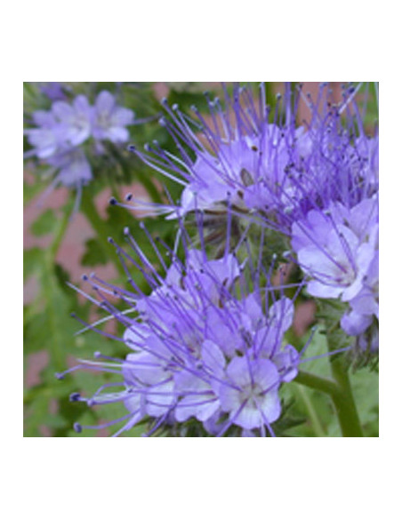 GRAINE PHACELIA AU KG