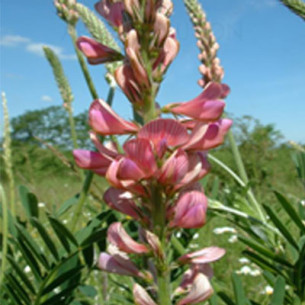 GRAINE SAINFOIN AU KG