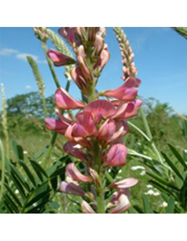 GRAINE SAINFOIN AU KG