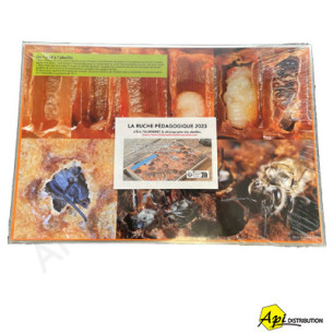 KIT DE 20 PHOTOS A MONTER SUR CADRES POUR RUCHE PEDAGOGIQUE D'E.TOURNERET