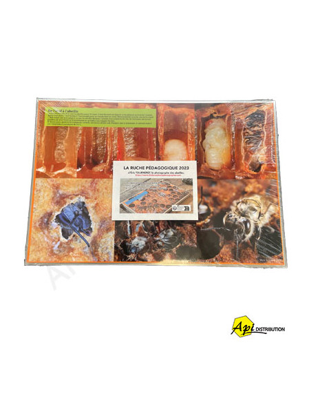 KIT DE 20 PHOTOS A MONTER SUR CADRES POUR RUCHE PEDAGOGIQUE D'E.TOURNERET KIT DE 20 PHOTOS A MONTER SUR CADRES POUR RUCHE PEDAGOGIQUE D'E.TOURNERET